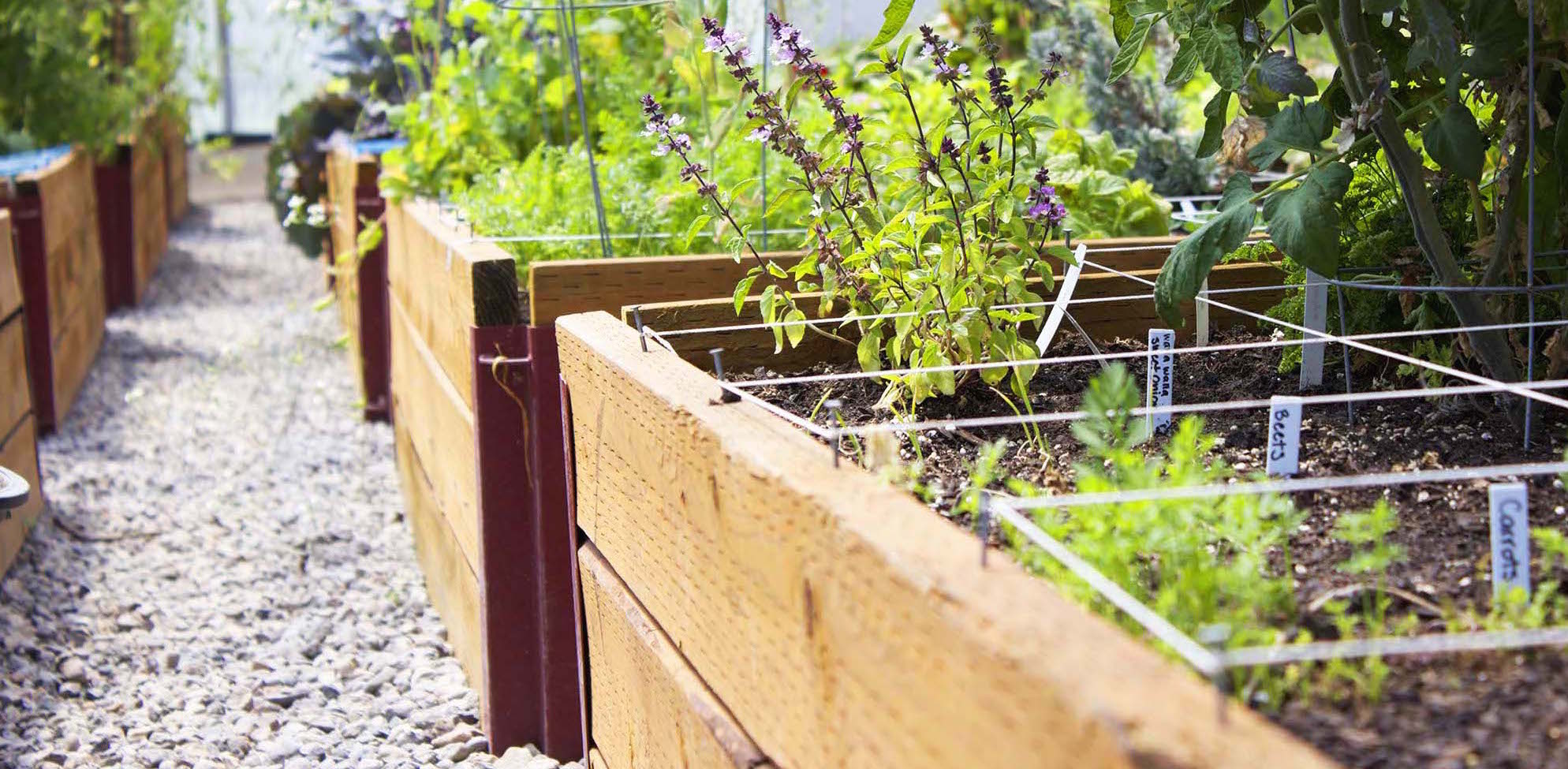 raised beds for your garden