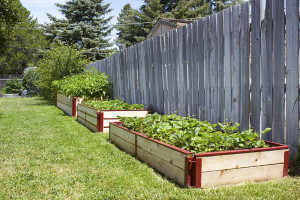 Raised bed ideas for a backyard